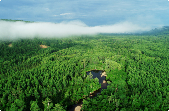 林業碳匯項目服務商選擇指南:為何選碳匯林網?